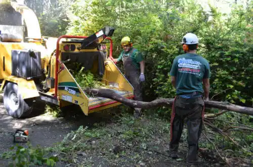 tree services La Habra Heights